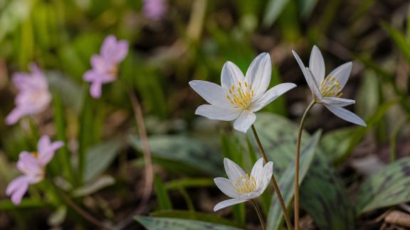Événements botaniques 2024 : les rendez-vous immanquables du printemps